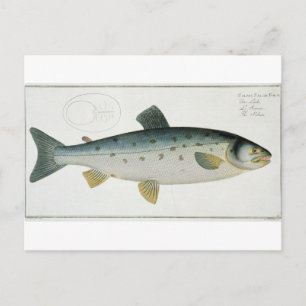 Cartão Postal Salmão (Salmo Salar) placa XX de Ichtiologie,