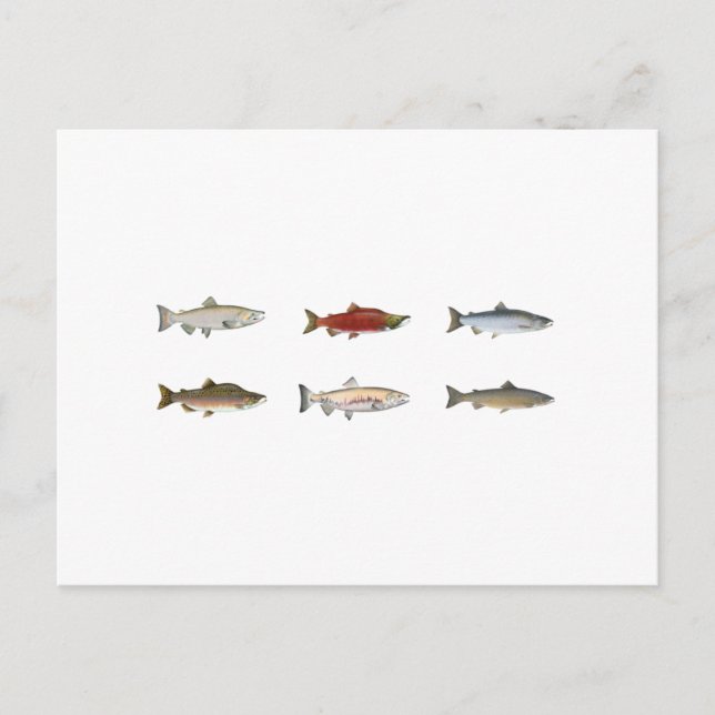 Cartão Postal Salmão Selvagem (Frente)