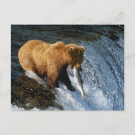 Cartão Postal Salmões de travamento do Alasca do urso de Brown