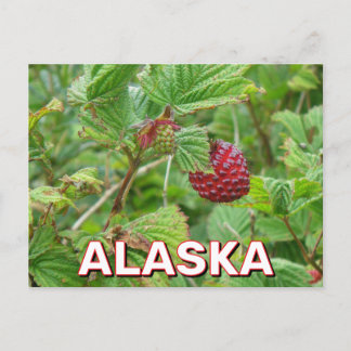 Cartão Postal Salmonberries no Alasca