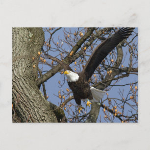 Cartão Postal Salto de Águia Americana