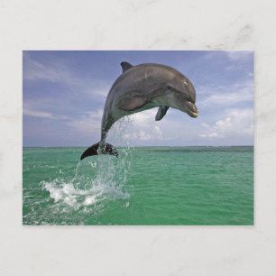 Cartão Postal Salto de golfinho