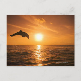 Cartão Postal Salto de golfinho de gargalo