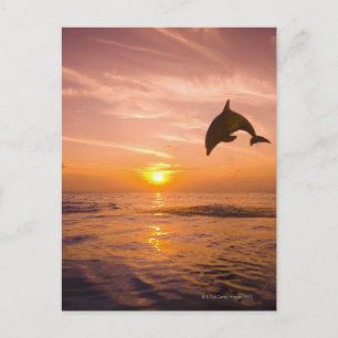 Cartão Postal Salto de golfinho de gargalo 2
