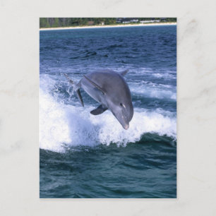 Cartão Postal Salto de golfinhos, Grande Bahama, Bahamas