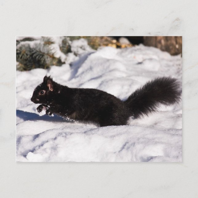 Cartão Postal Salto, pular e um salto (Frente)