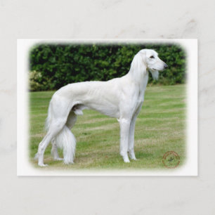 Cartão Postal Saluki