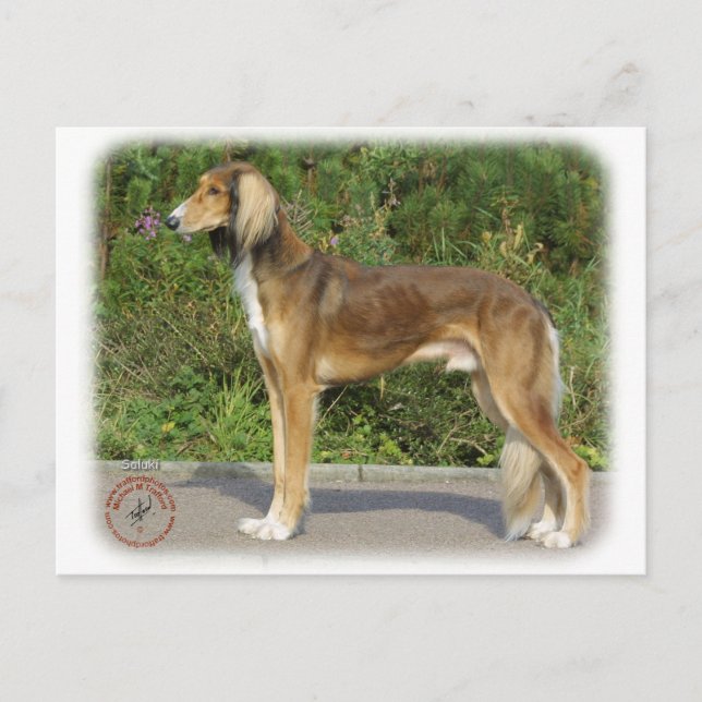 Cartão Postal Saluki (Frente)