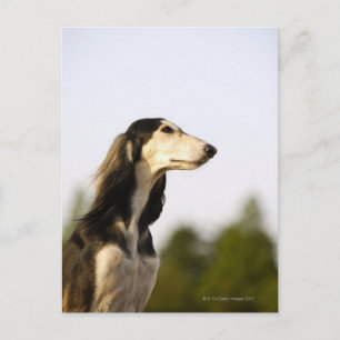 Cartão Postal Saluki