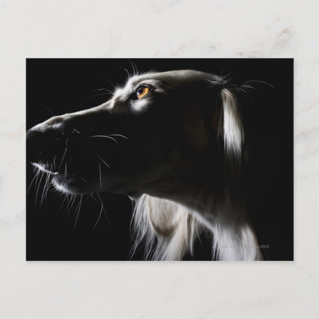 Cartão Postal Saluki, retrato (Frente)