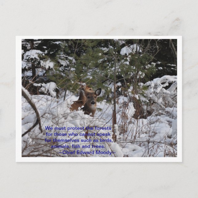 Cartão Postal Salvar As Florestas (Frente)