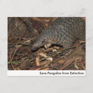 Cartão Postal Salvar Pangolins do Cartão-Postal de Extinção