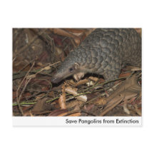 Salvar Pangolins do Cartão-Postal de Extinção