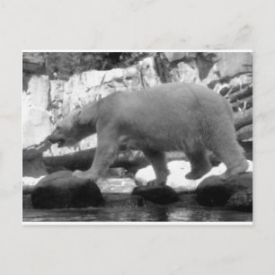 CARTÃO POSTAL SALVE AS BARRAS POLARES