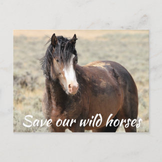 Cartão Postal Salve nossos cavalos selvagens