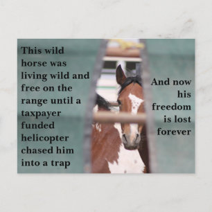 Cartão Postal Salve nossos cavalos selvagens