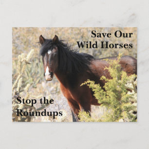 Cartão Postal Salve nossos cavalos selvagens