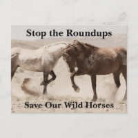Salve nossos cavalos selvagens
