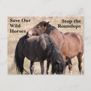 Cartão Postal Salve nossos cavalos selvagens