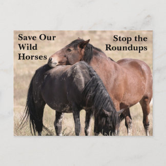 Cartão Postal Salve nossos cavalos selvagens