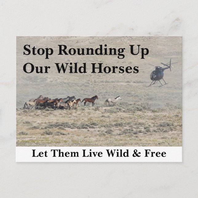 Cartão Postal Salve nossos cavalos selvagens (Frente)