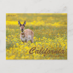 Cartão Postal Salve nossos Parques