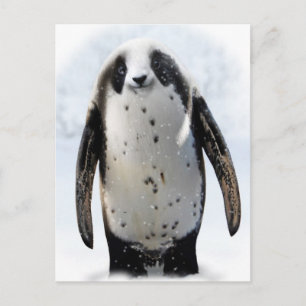 Cartão Postal Salve o Panguin!