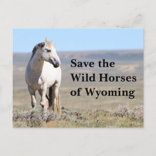 Cartão Postal Salve os Cavalos Selvagens de Wyoming