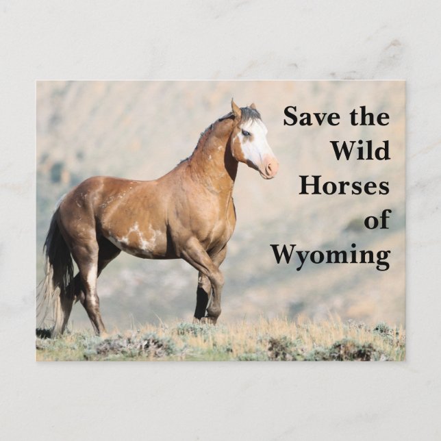 Cartão Postal Salve os Cavalos Selvagens do Cartaz Wyoming (Frente)