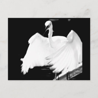 Cartão Postal Salve os Pássaros da Flórida