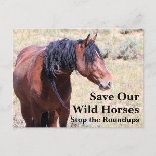 Cartão Postal Salvem Nossos Cavalos Selvagens
