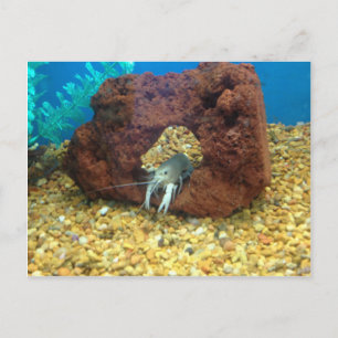 Cartão Postal Sam, lagosta azul