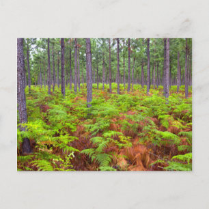 Cartão Postal Samambaia Comum (Pteridium Aquilinum) Crescendo