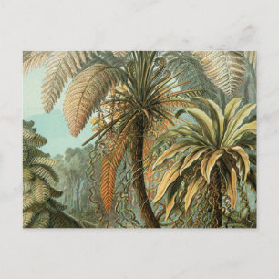 Cartão Postal Samambaia Palmeira Antiga Arte Botânica de Samamba