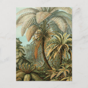 Cartão Postal Samambaia Palmeira Antiga Arte Botânica de Samamba