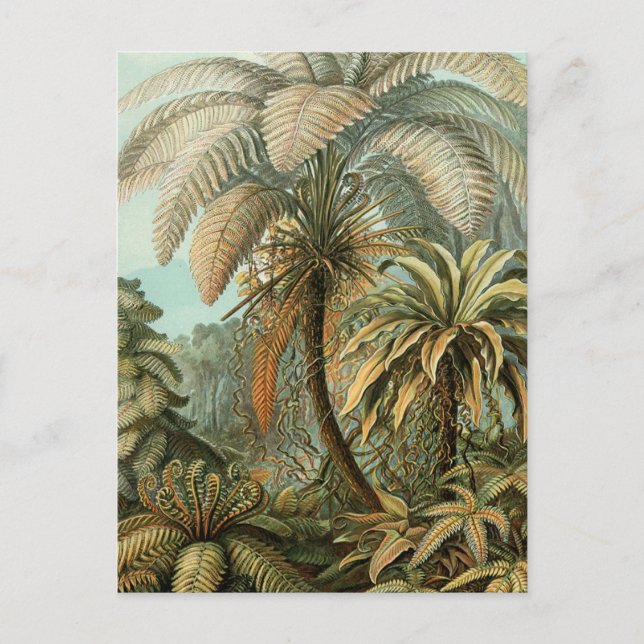 Cartão Postal Samambaia Palmeira Antiga Arte Botânica de Samamba (Frente)