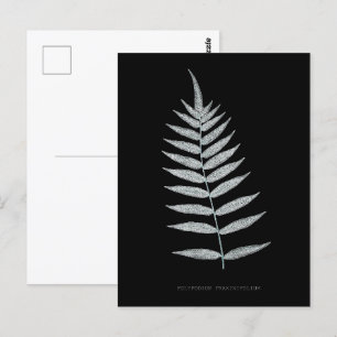 Cartão Postal Samambaia - Polypodyum Fraxinifolium - efeito de r