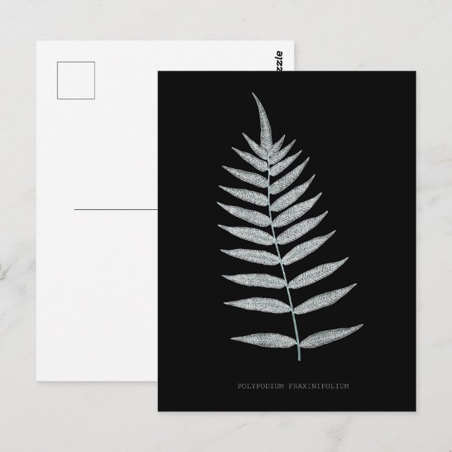 Cartão Postal Samambaia - Polypodyum Fraxinifolium - efeito de r (Frente/Verso)