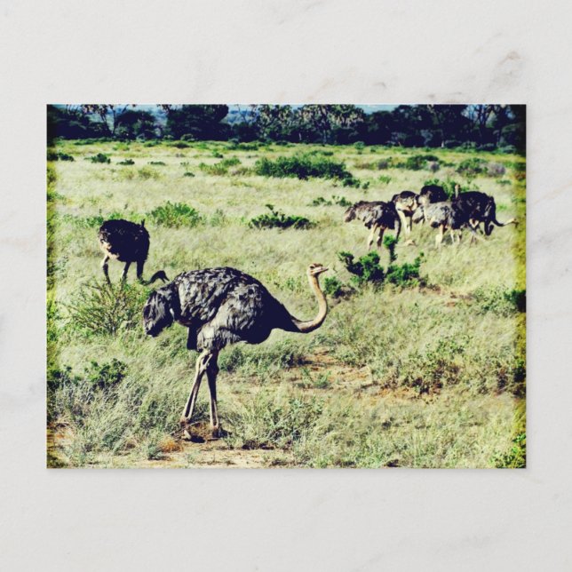 Cartão Postal Samburu Ostriches (Frente)