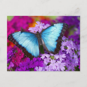 Cartão Postal Sammamish Washington Borboleta Tropical