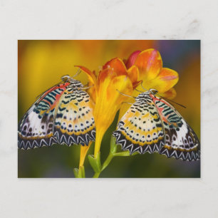 Cartão Postal Sammamish, Washington. Tropical Butterflies 68