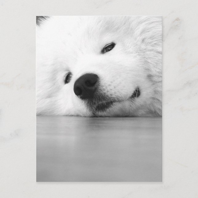 Cartão Postal Samoyed Photo Dog White (Frente)