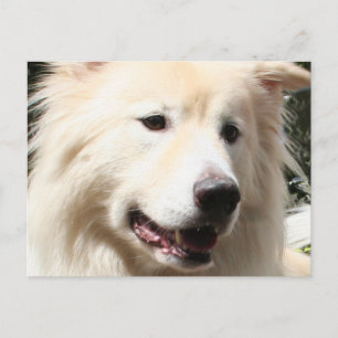 Cartão Postal Samoyed Yukon 1
