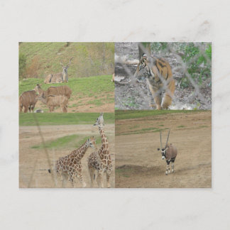 Cartão Postal San Diego Safari Park