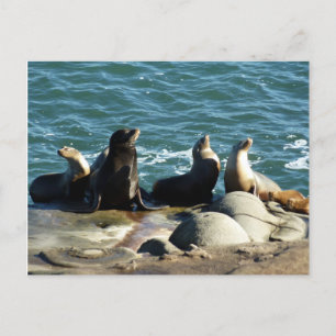 Cartão Postal San Diego Sea Lions