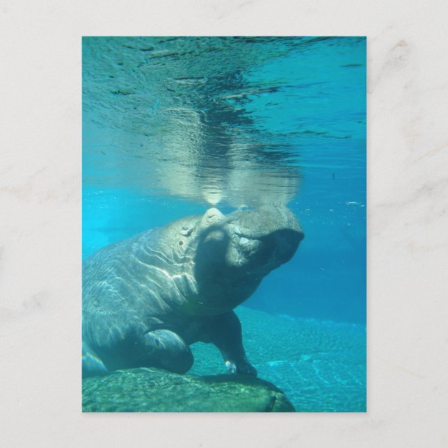 Cartão Postal San Diego Zoo (Frente)