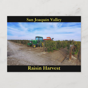 Cartão Postal San Joaquin Valley Raisin Harvest