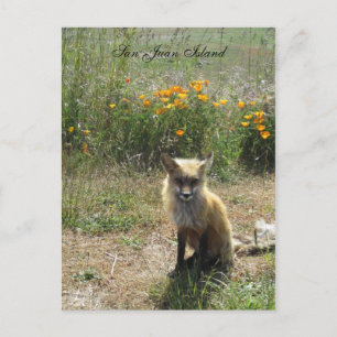 Cartão Postal San Juan Island Fox