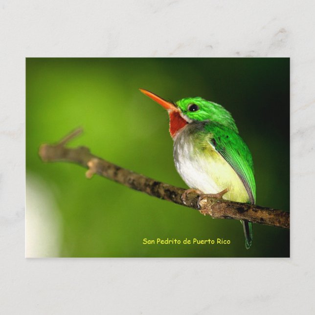 Cartão postal San Pedrito de Porto Rico (Frente)