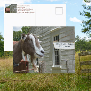 Cartão Postal Sandburg Connemara Farms Cabra Laticínio Fotográfi